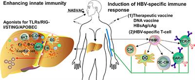 Advances in Targeting the Innate and Adaptive Immune Systems to Cure Chronic Hepatitis B Virus Infection